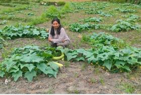 उपमेयर क्षेत्रीको लोभलाग्दो काँक्राखेती